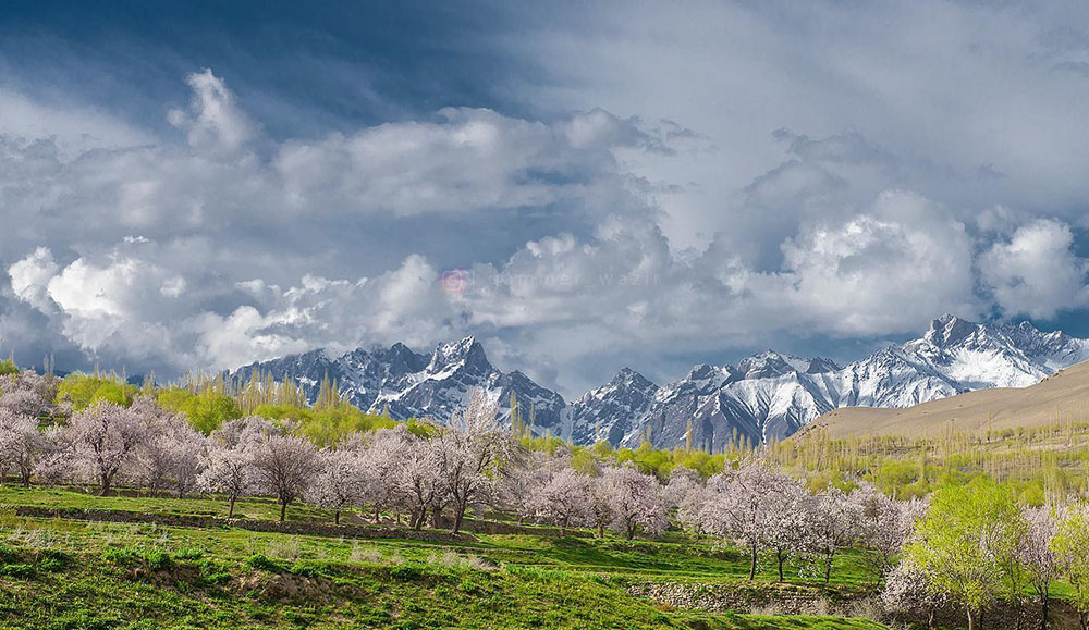 Blossom in Baltistan