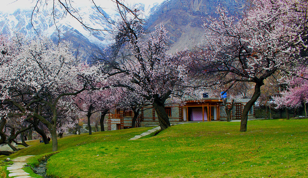 Hunza Valley Cherry Blossom Tour