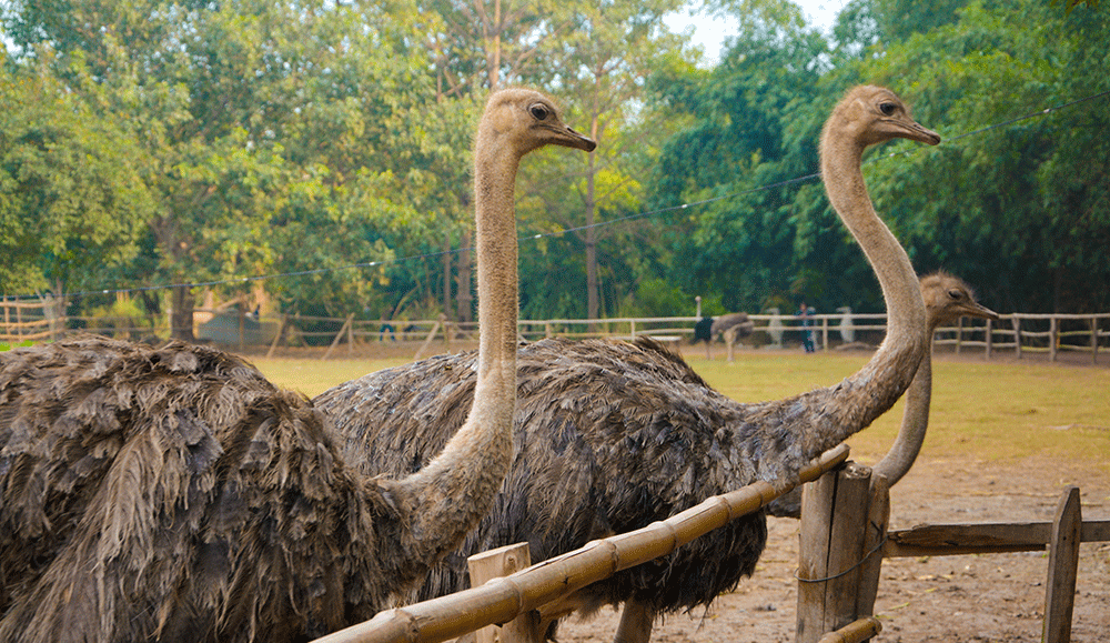 Day Excursion Plan: Rana Resort from Lahore